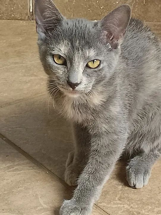 Gatinha cinza e branco disponível para adoção