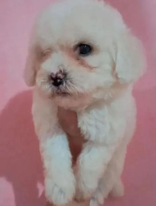 Filhotes de poodle machos 