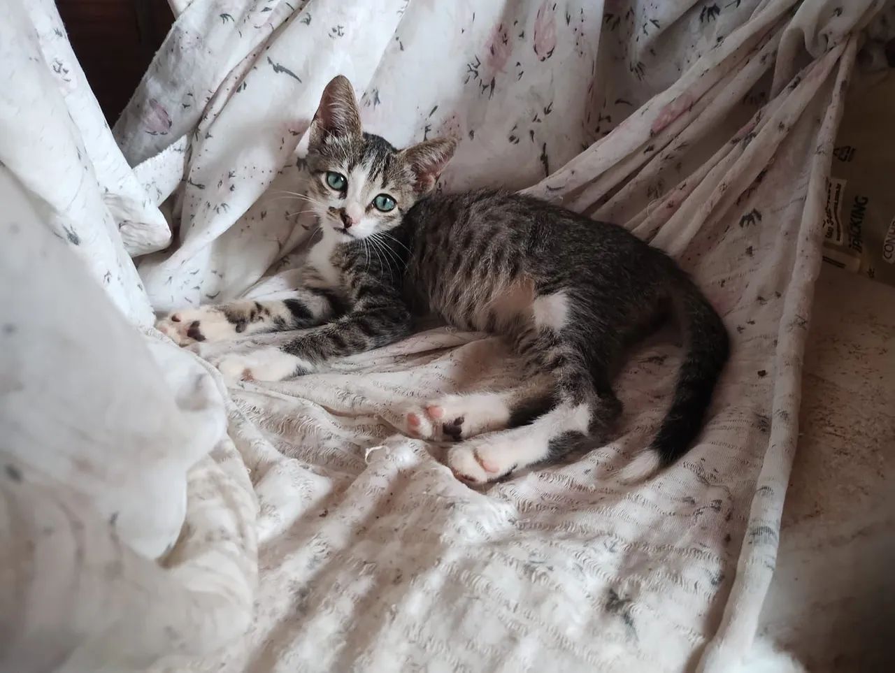 Gatinha para adoção 