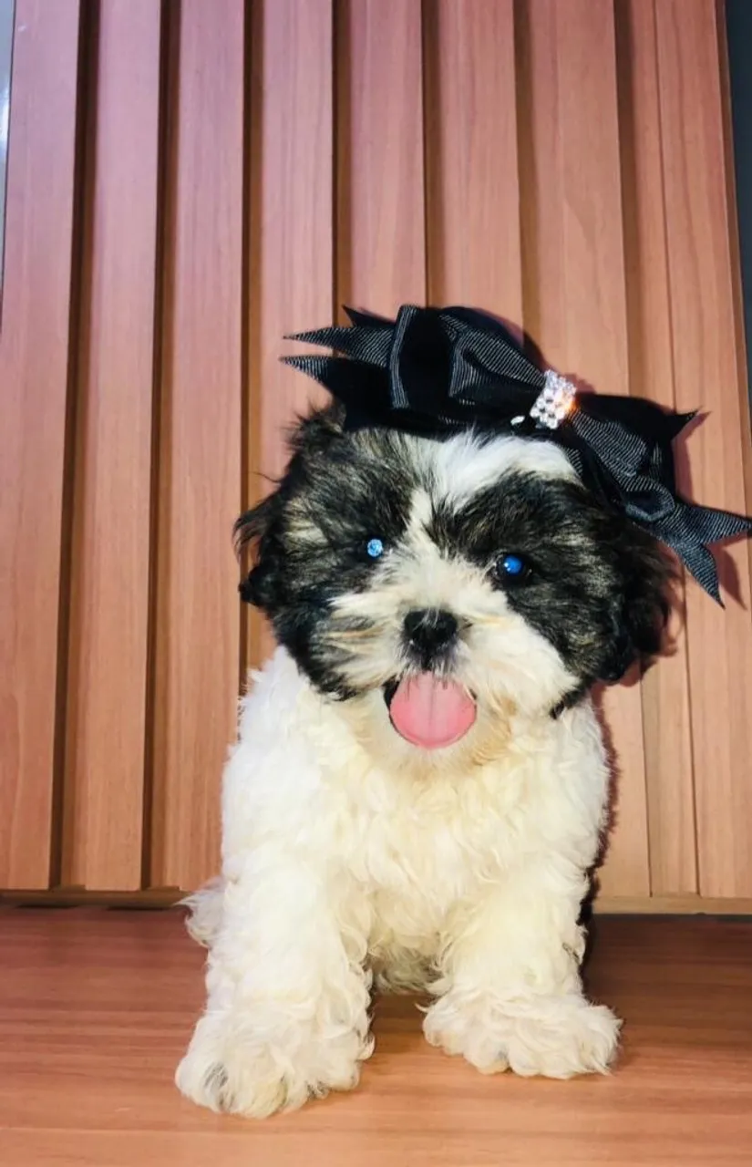 Filhote linda ! Porte pequeno - Shih Tzu pelagem preta e branca