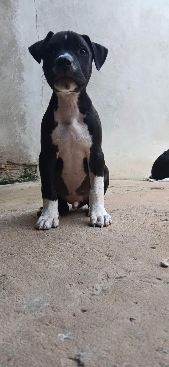 Filhote Pitbull