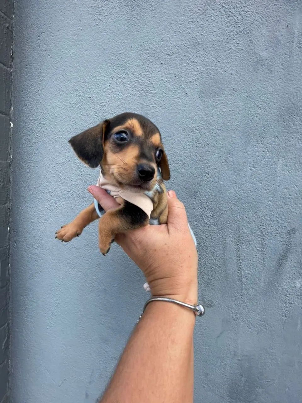 Filhote de Dachshund