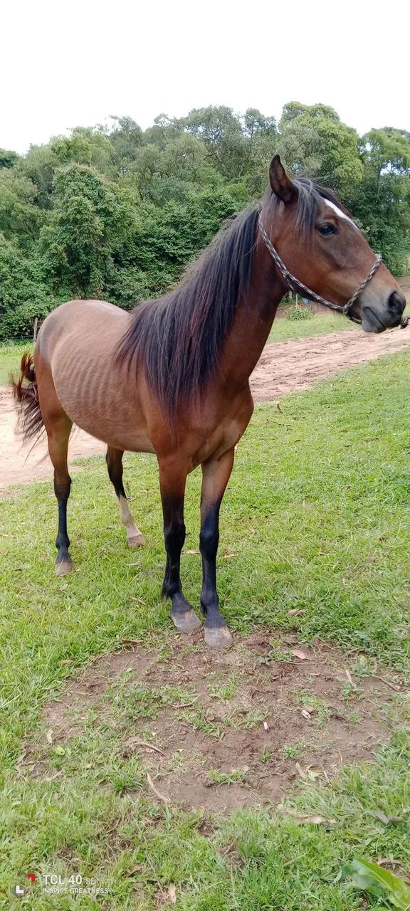 Petiça mansa  - Foto 2