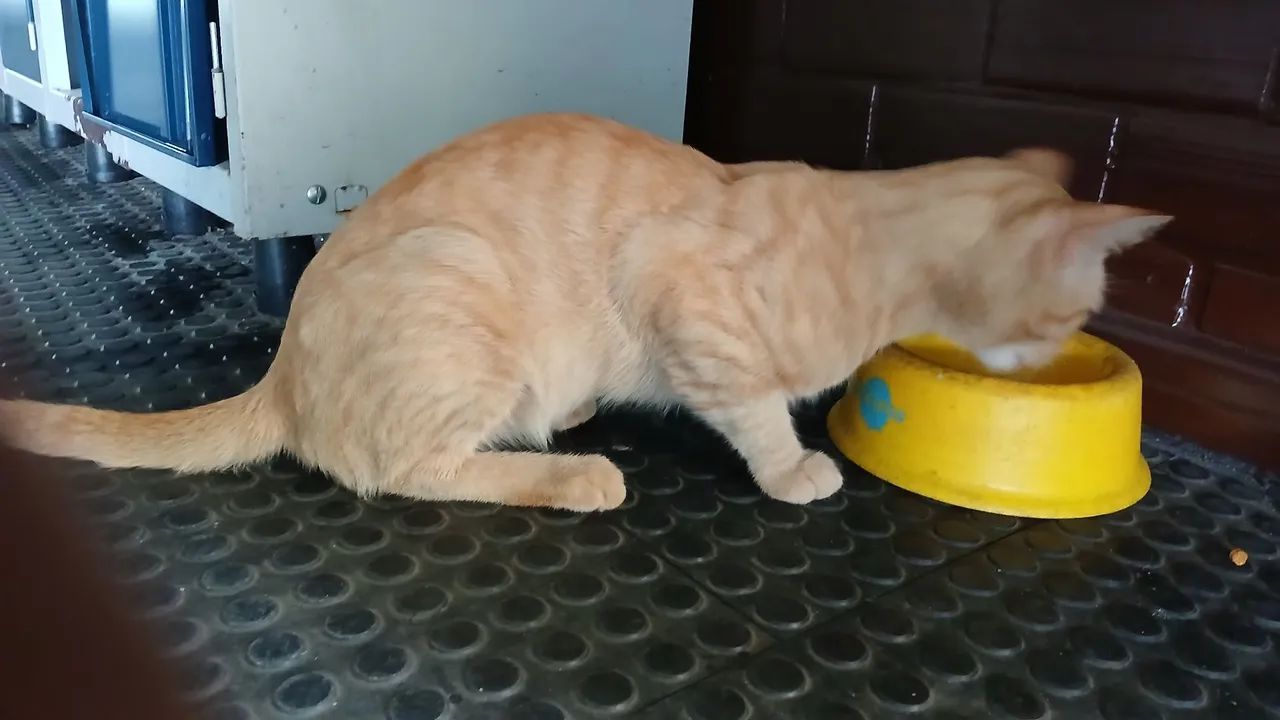 Gatinho laranja lindo para adoção  - Foto 3