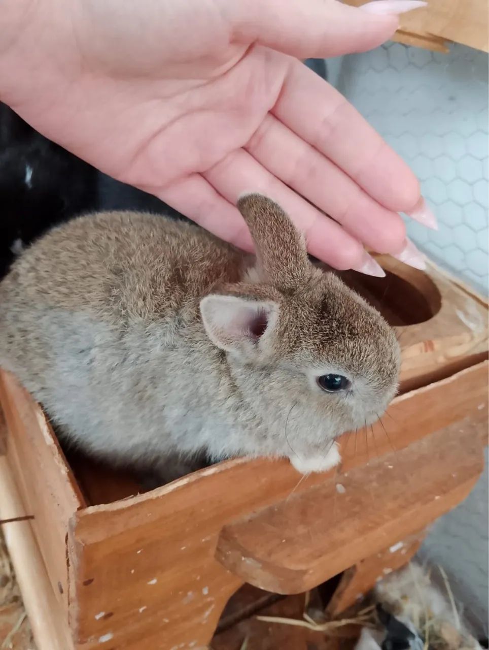 Mini netherland coelhinho - Foto 5