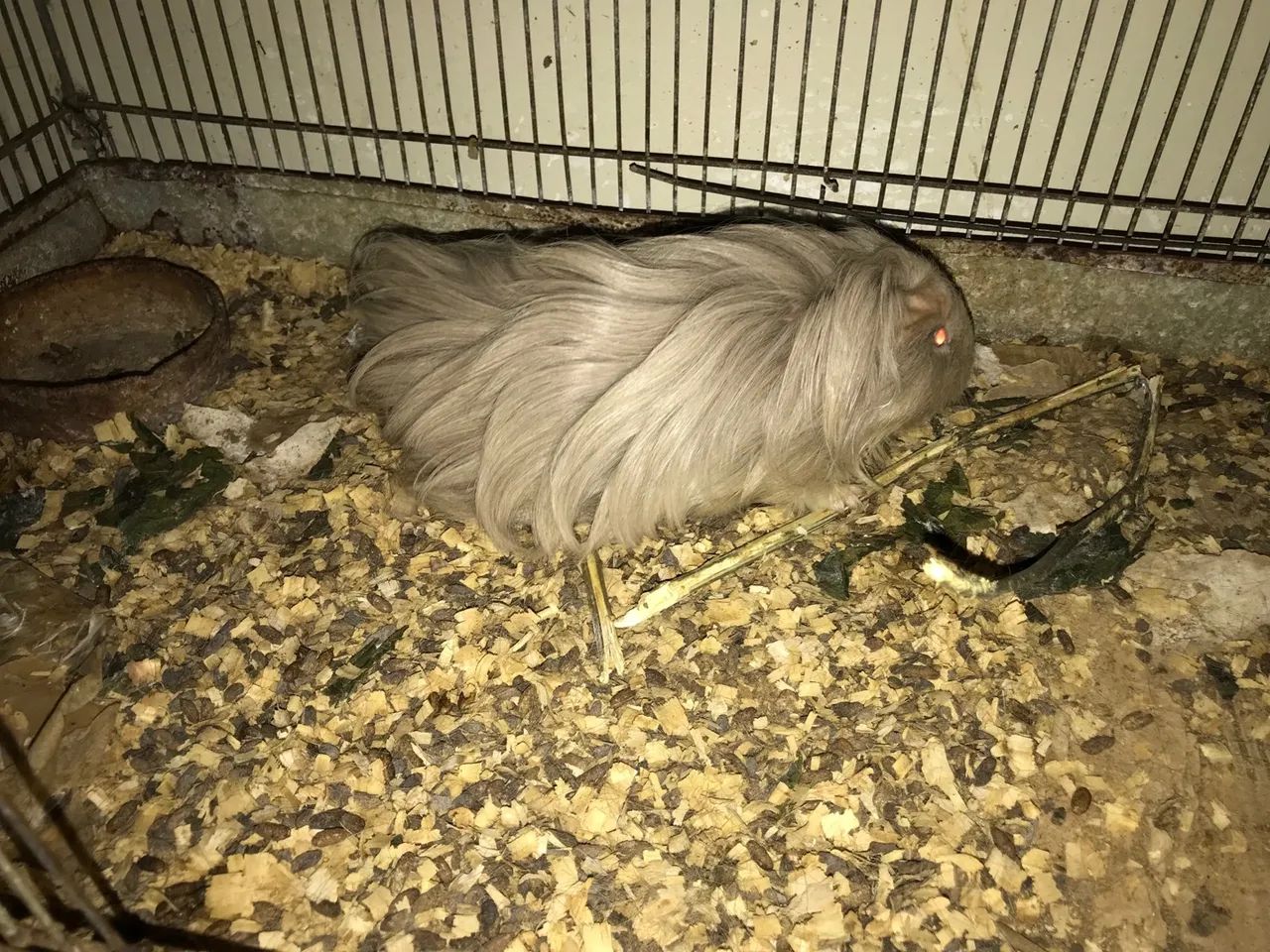 PORQUINHO DA ÍNDIA SHELTIE - VENDO - Foto 3