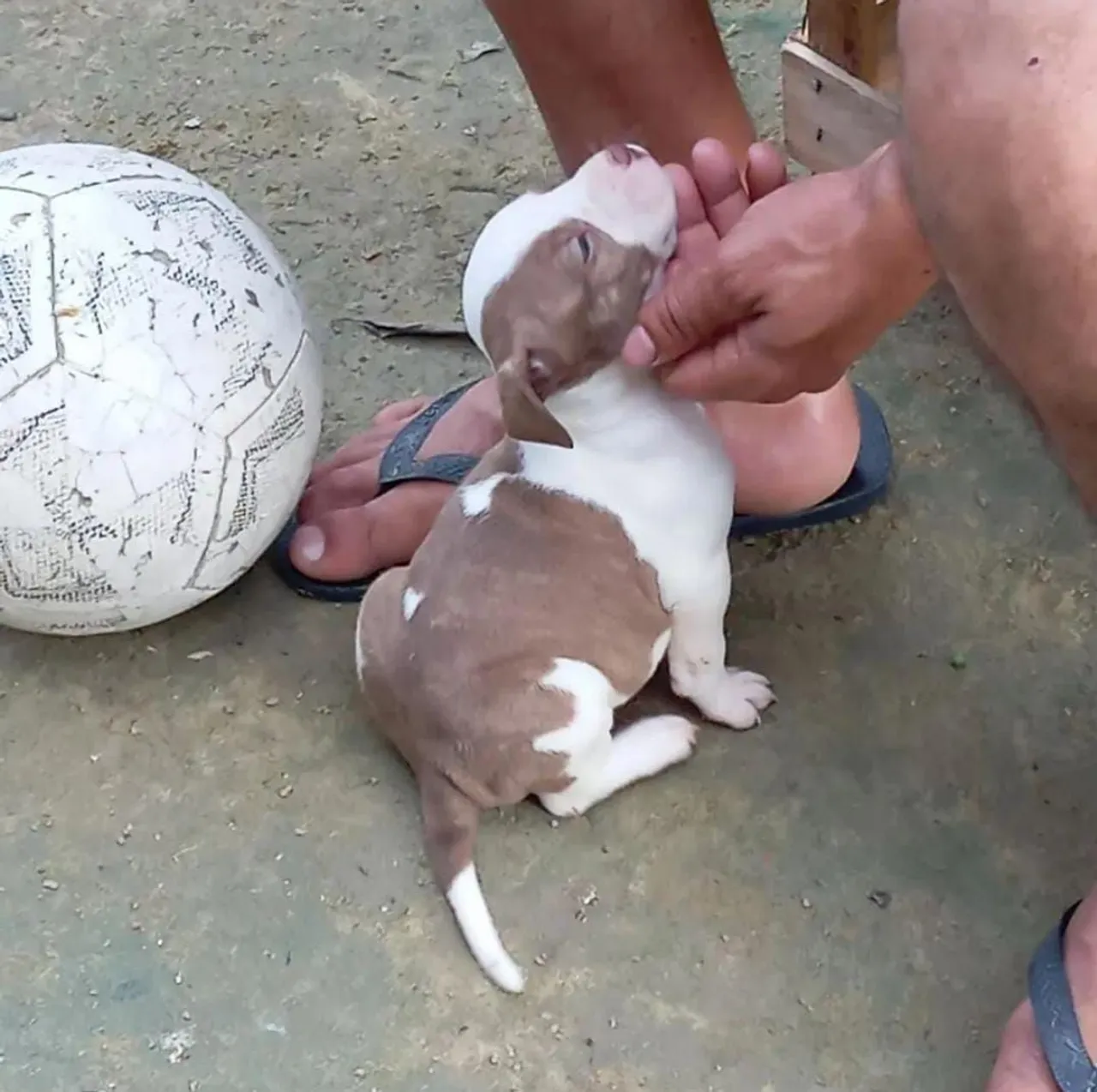 Filhote de Pitbull fêmea para venda 600