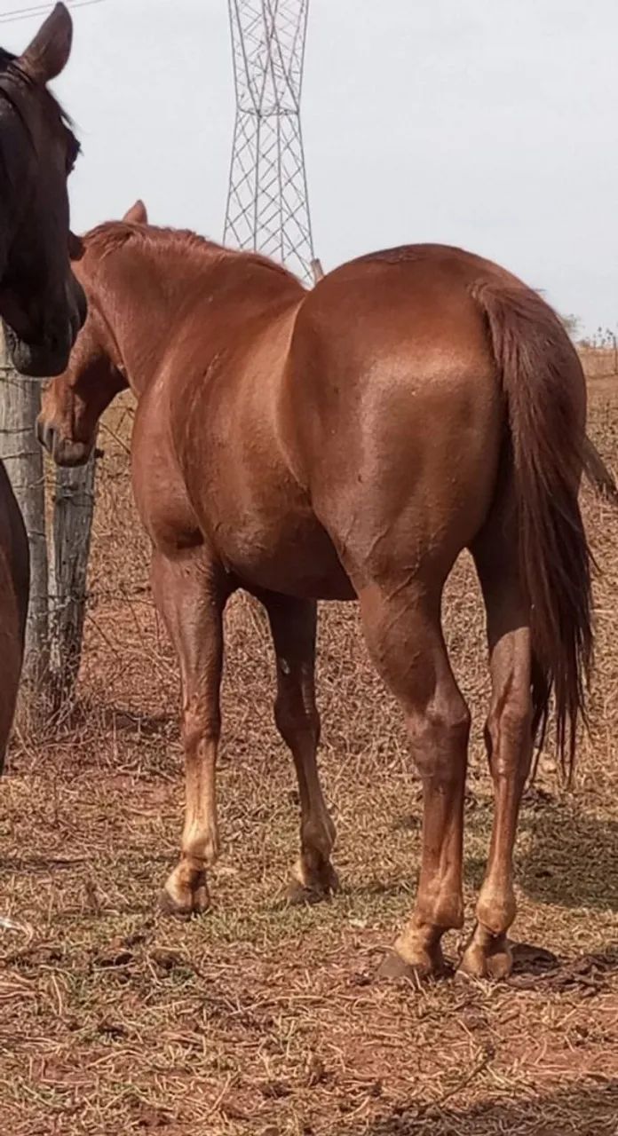 CAVALO MANGALARGA  - Foto 2