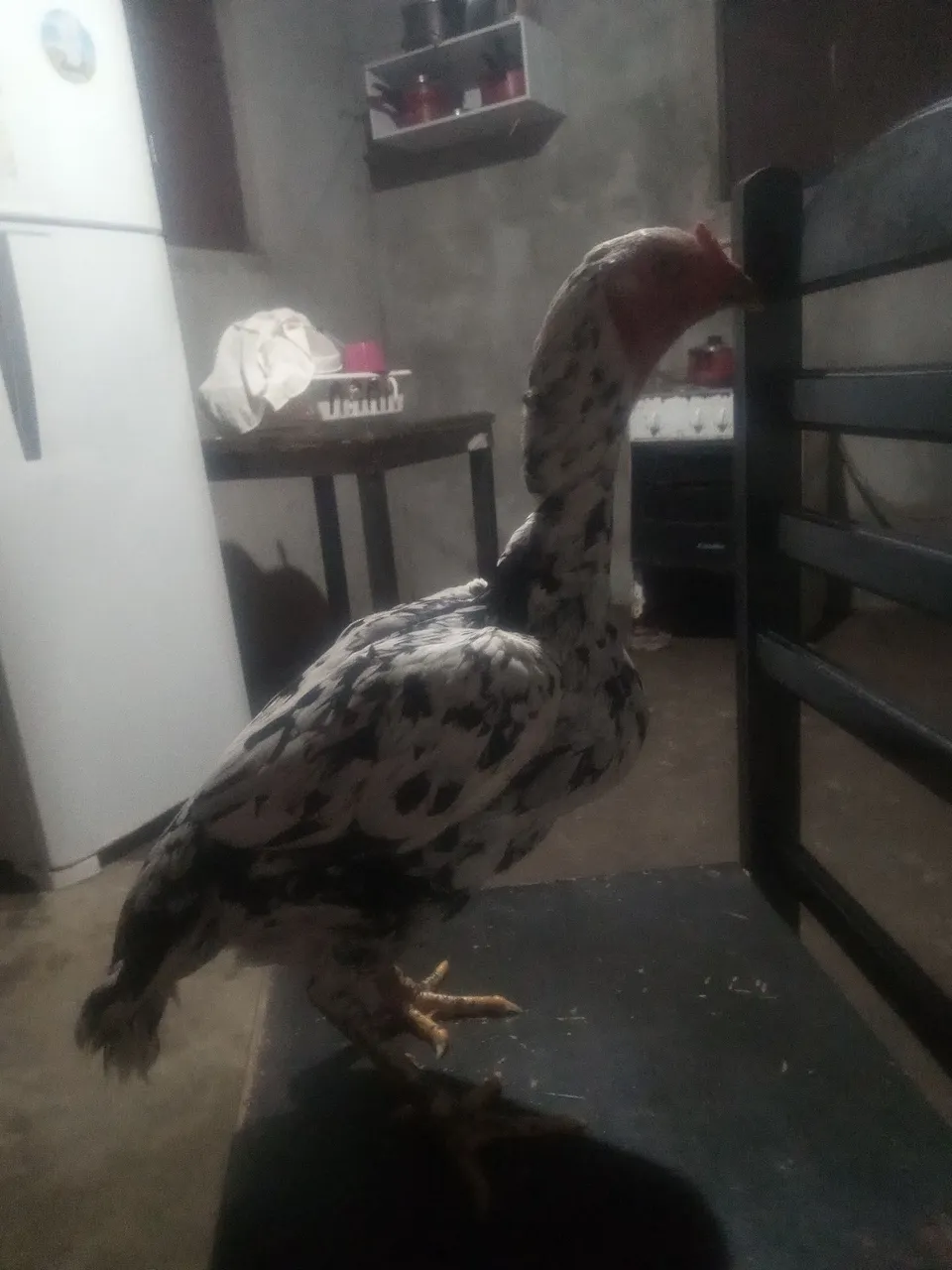 Galinha raça pura