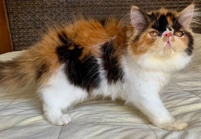 Top Show De Gata Persa filhote Feméa tricolor pelo longo extremada,C/79 Dias Super Linda.
