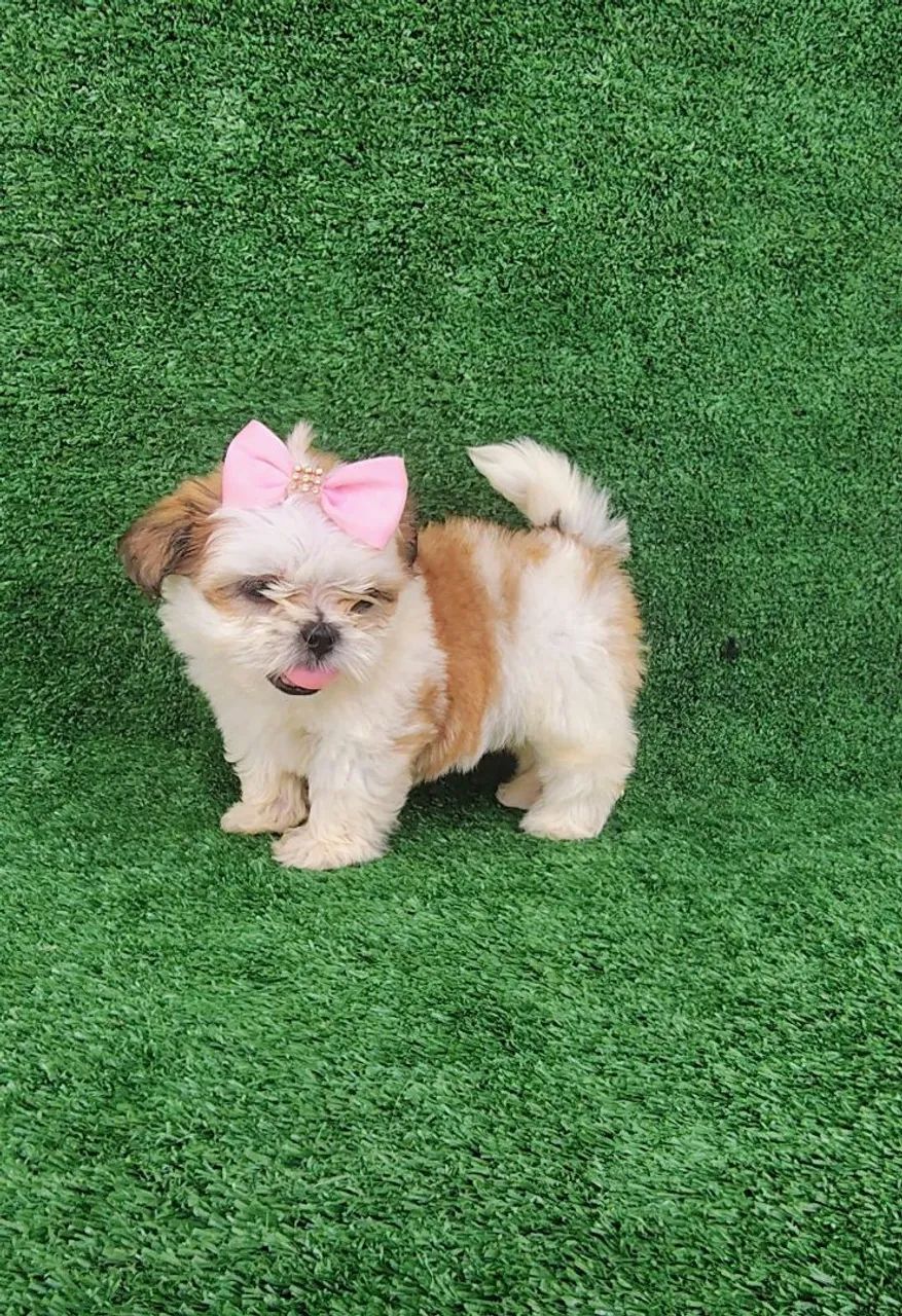 Filhote de Shih Tzu  - Foto 2
