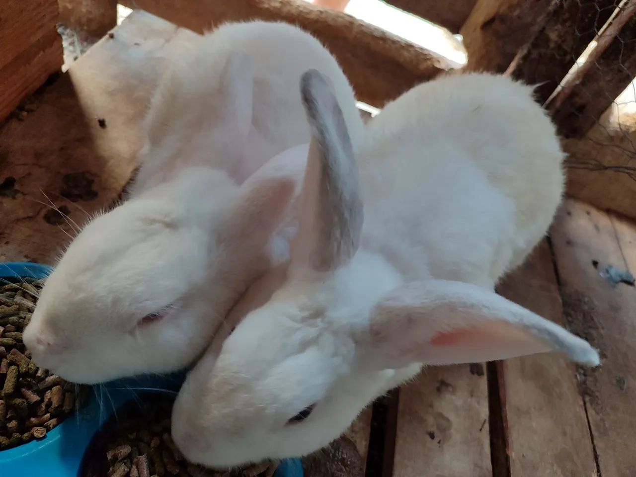 Coelho Branco Albino - Foto 3