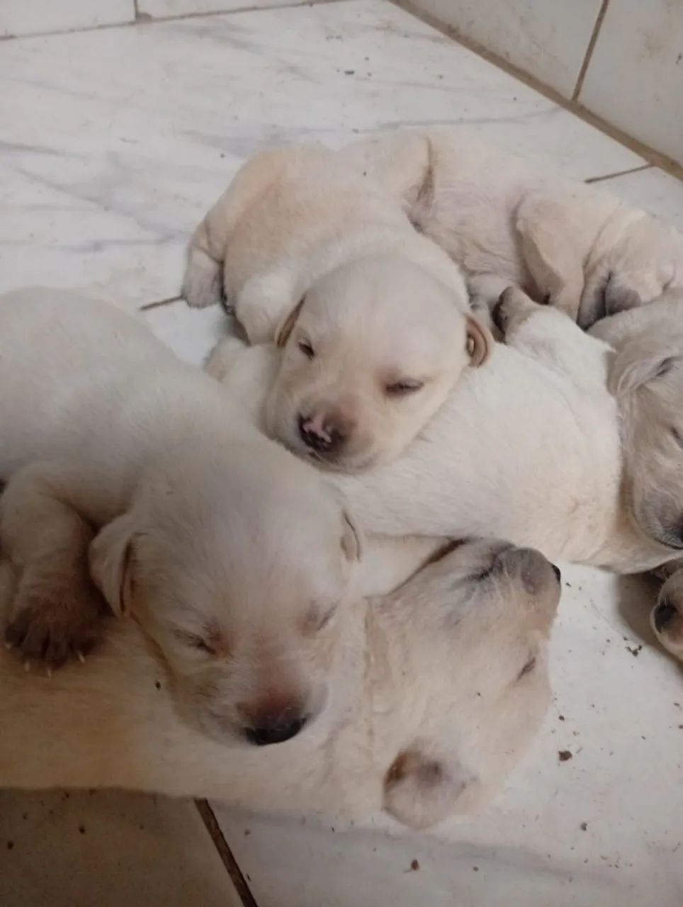 Labrador  - Foto 2