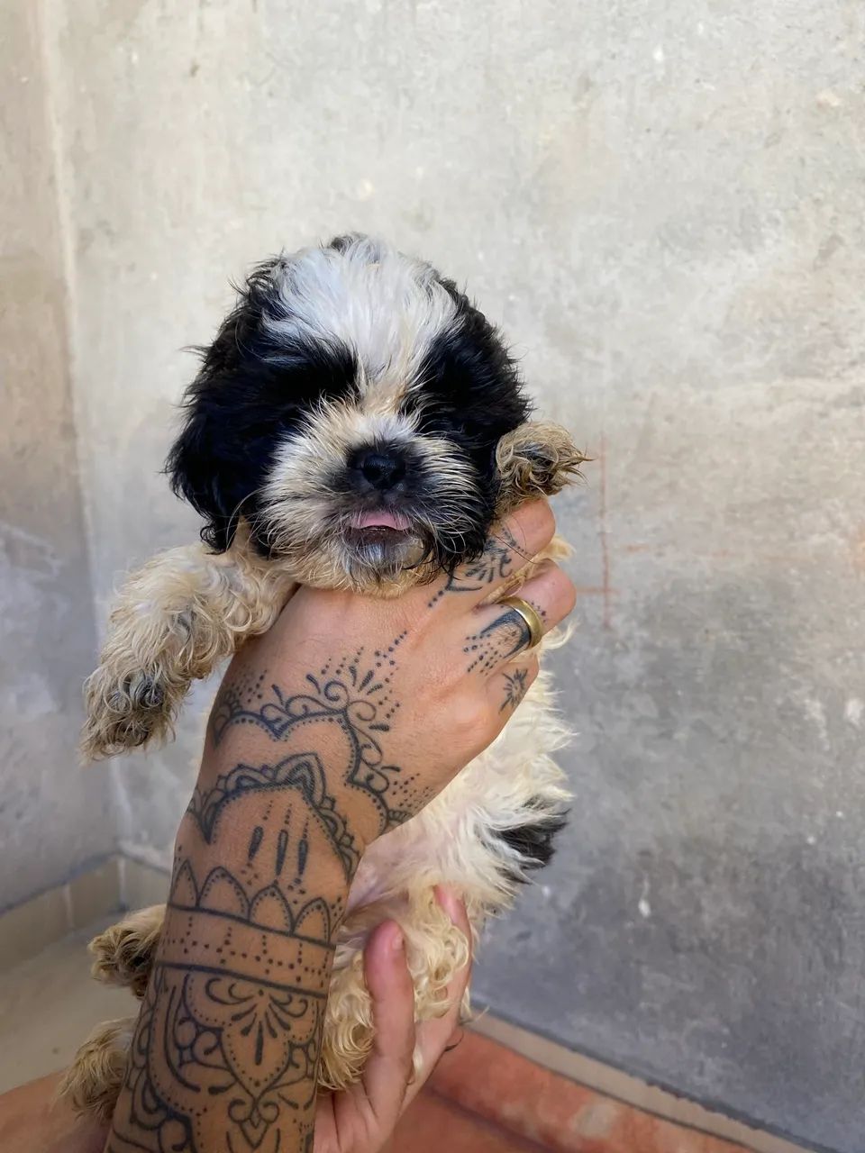 SHIH-TZU - Foto 3
