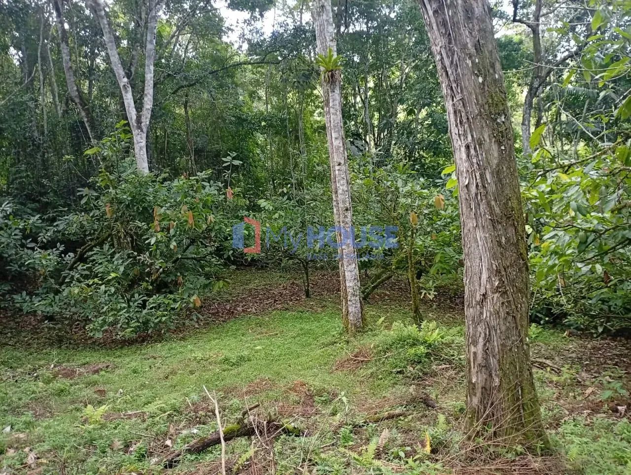 Fazenda à Venda, Jacuba , Igrapiúna, BA - Foto 5