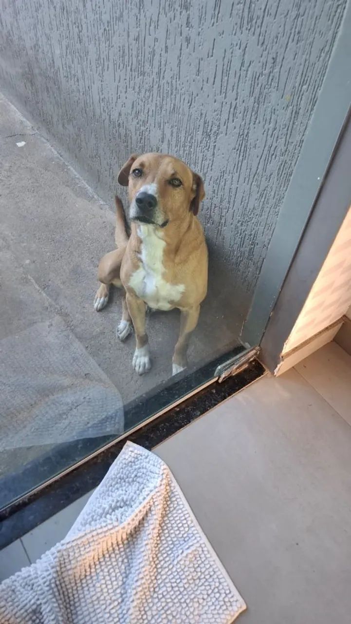 Cachorro de grande porte, procurando novo dono