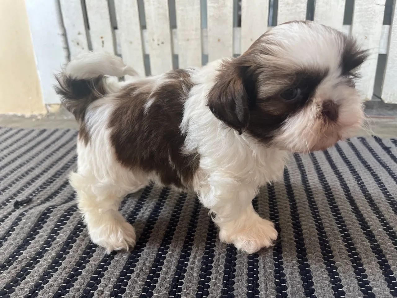 Shitzu (lindo presente dia das crianças )  - Foto 3