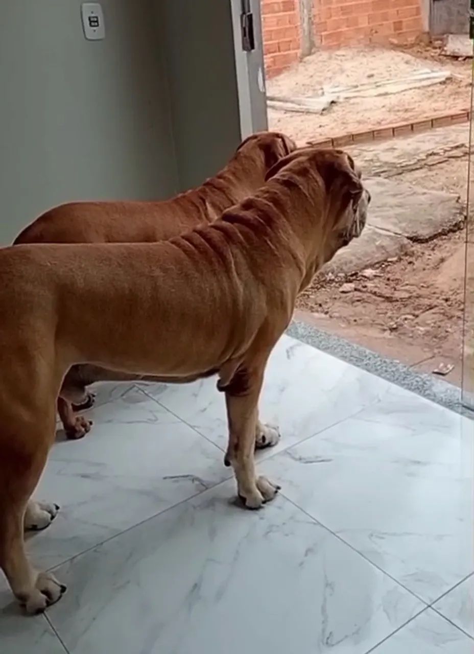 Cachorro