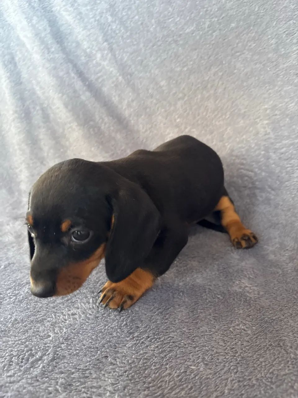 Dachshund  - Foto 3