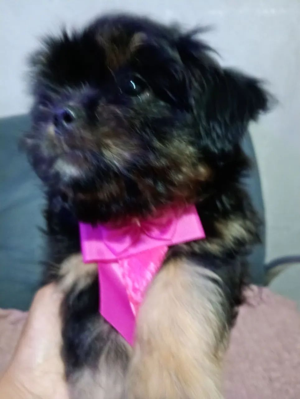 Filhotes de Lhasa Apso - Foto 4