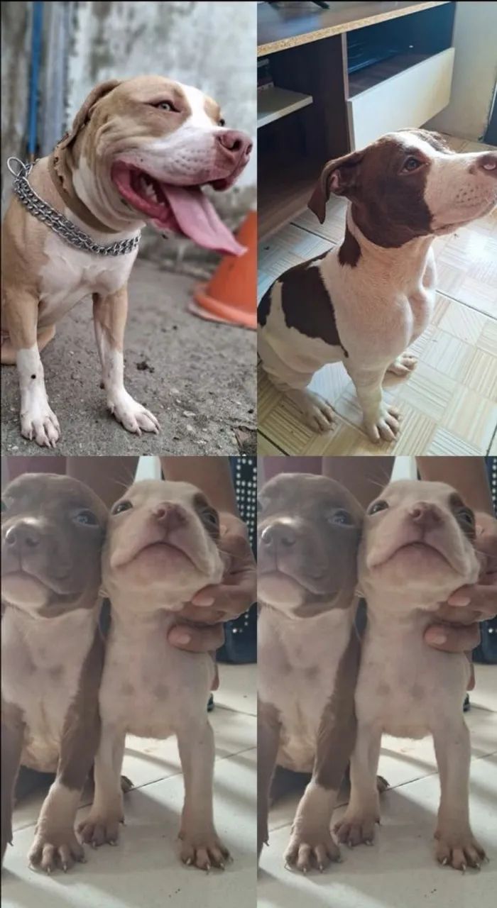 Pitbull 