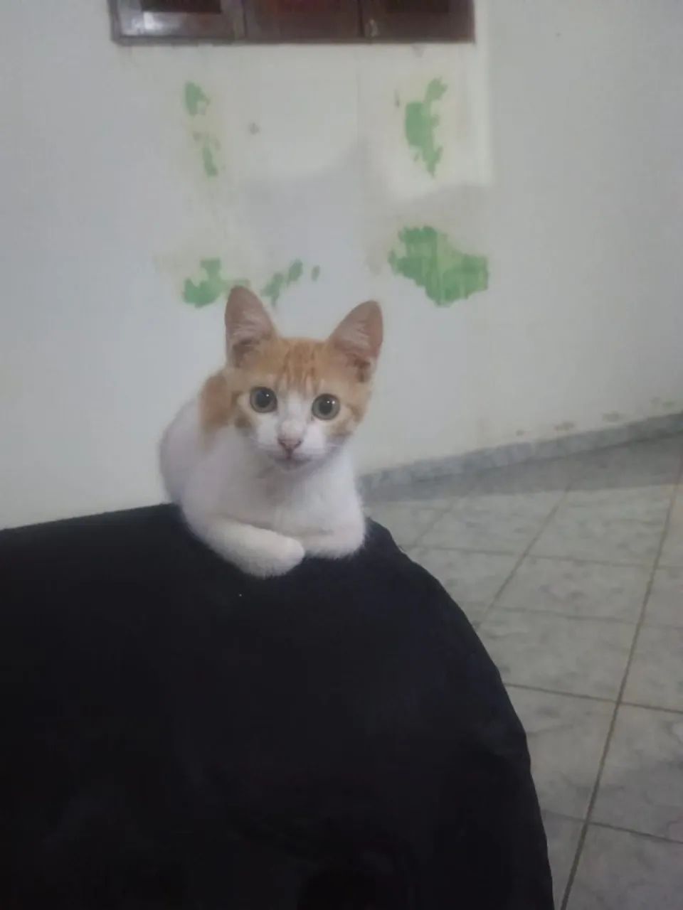 Gatinhos para adoção - Foto 3
