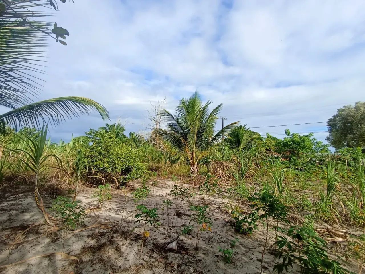 Vende sítio no Juca Rosa - Foto 5