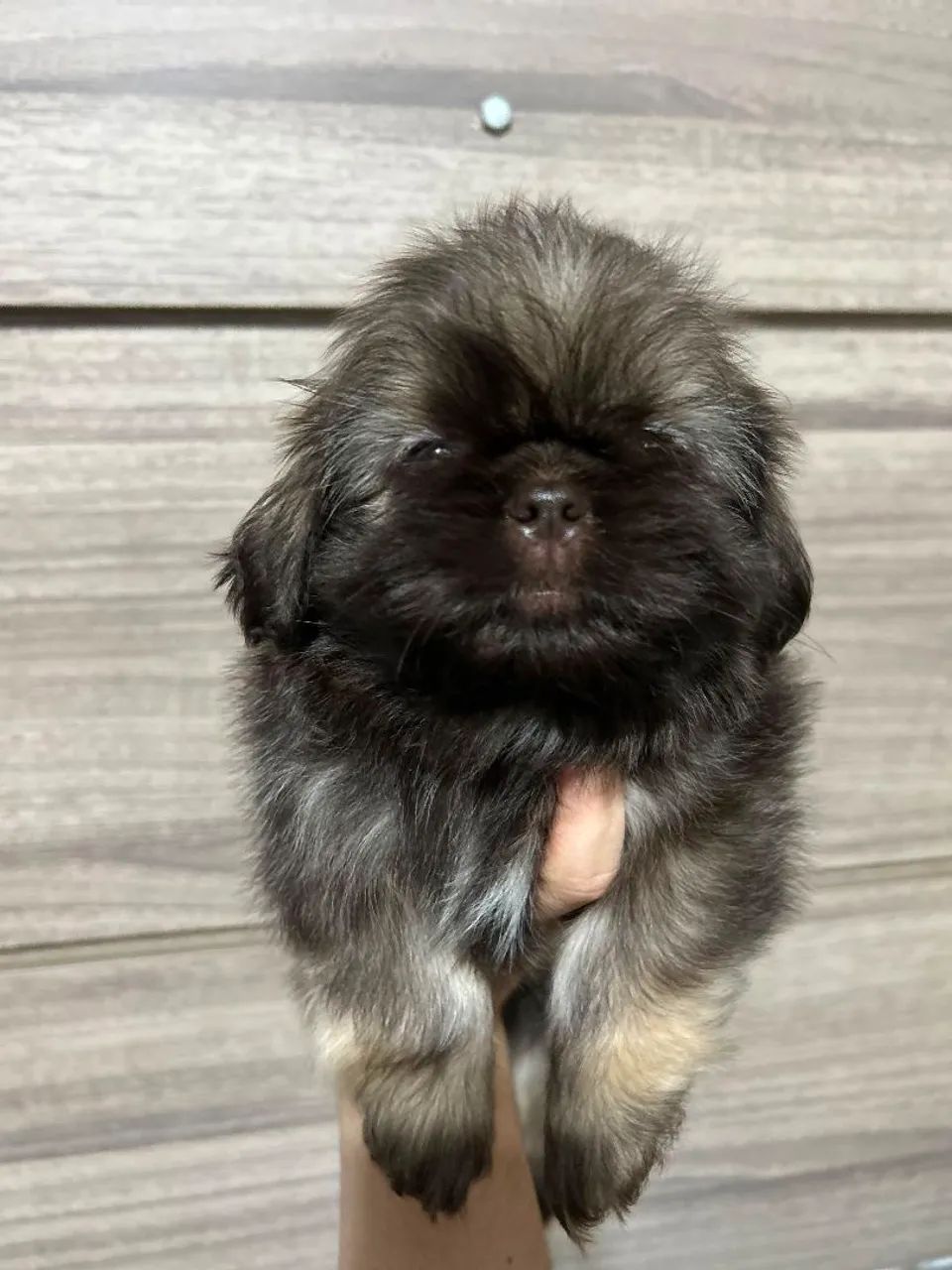 Shih tzu Macho