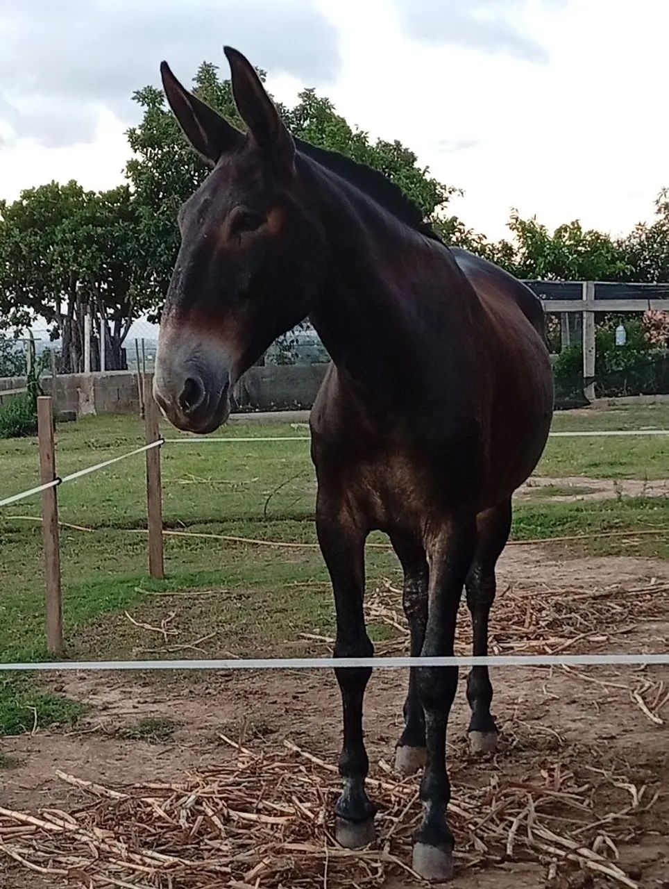 Burro manso  - Foto 2