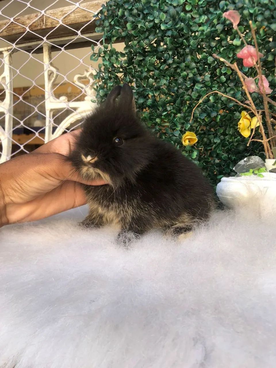 Mini coelho lion head  - Foto 4