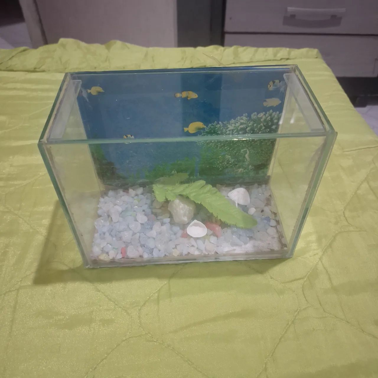 aquário de vidro pequeno 