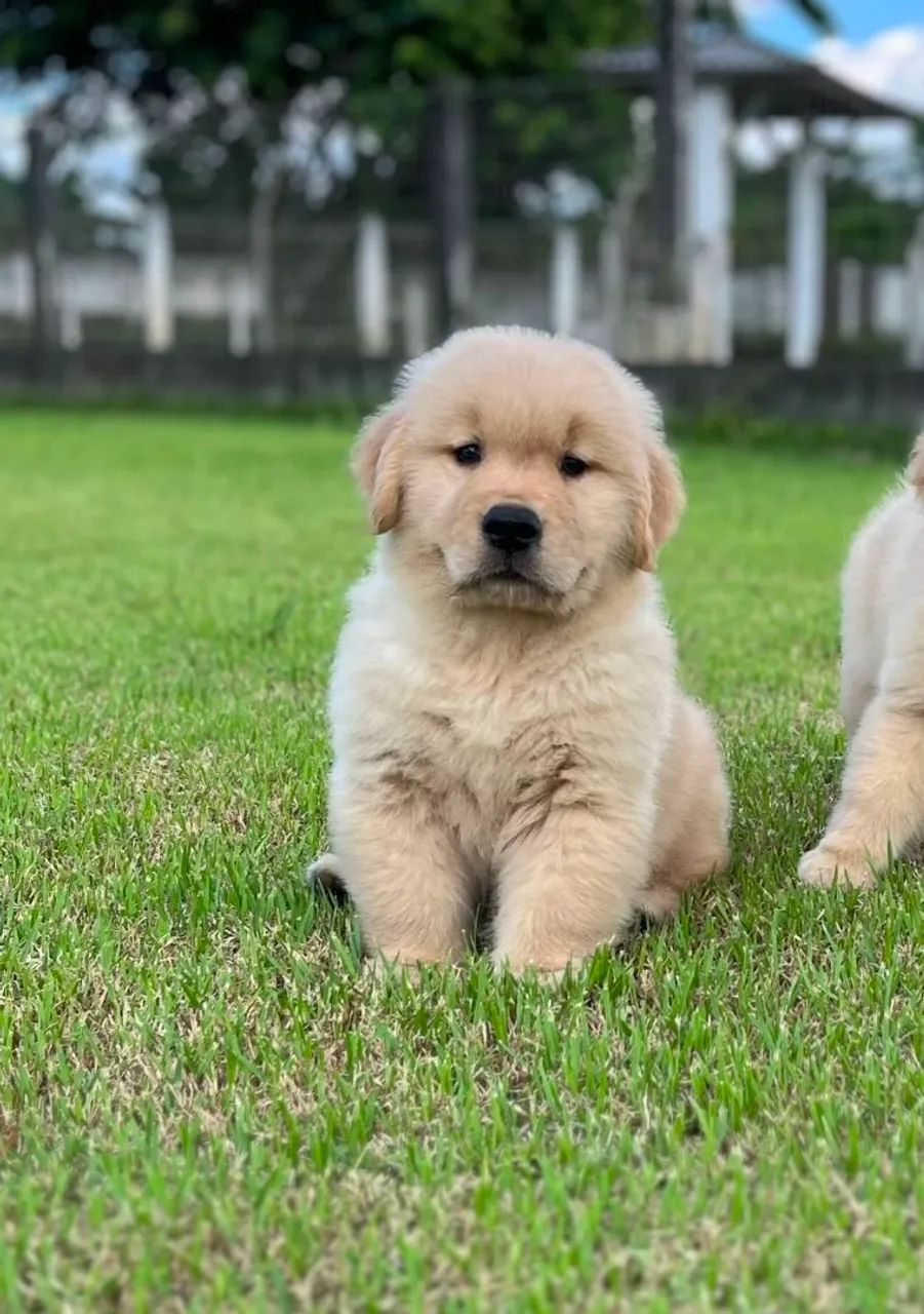 Filhote Golden Retriever 