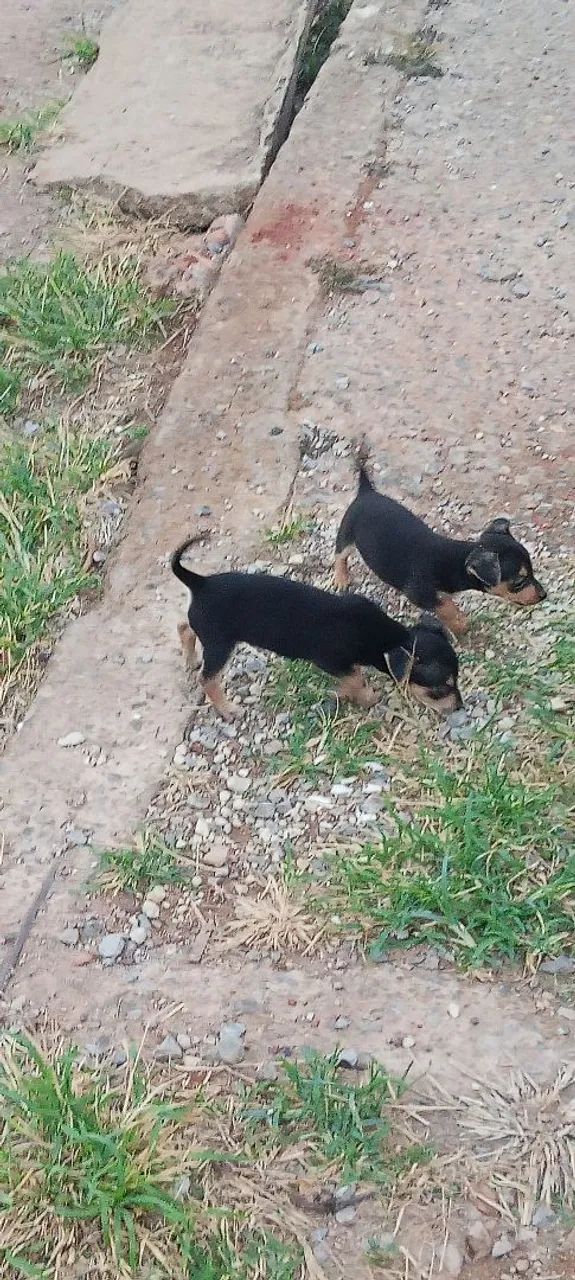 Pinscher  - Foto 2