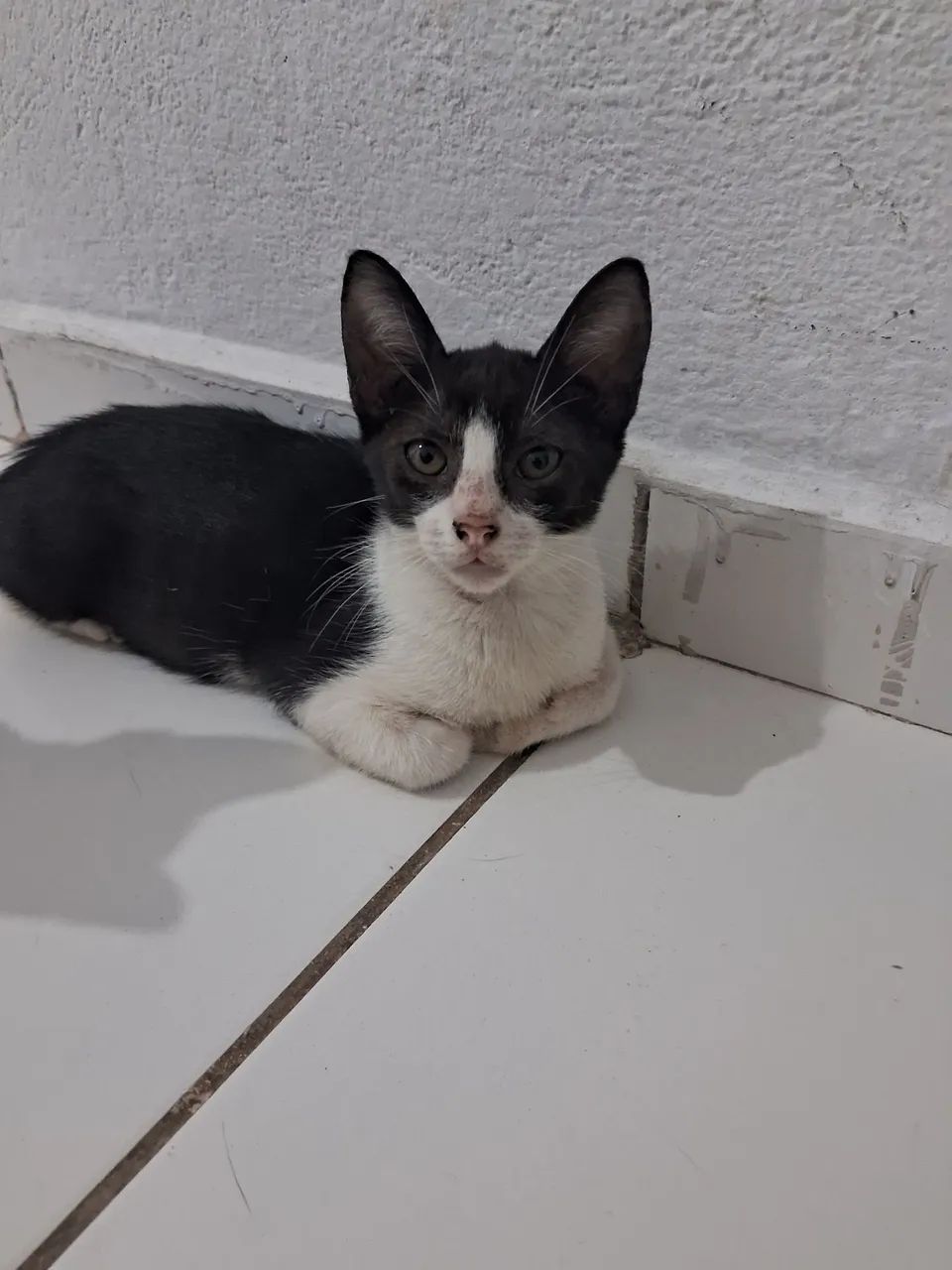 Pra adoção  - Foto 2