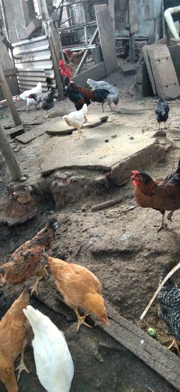 Galinhas e frangos - Foto 4