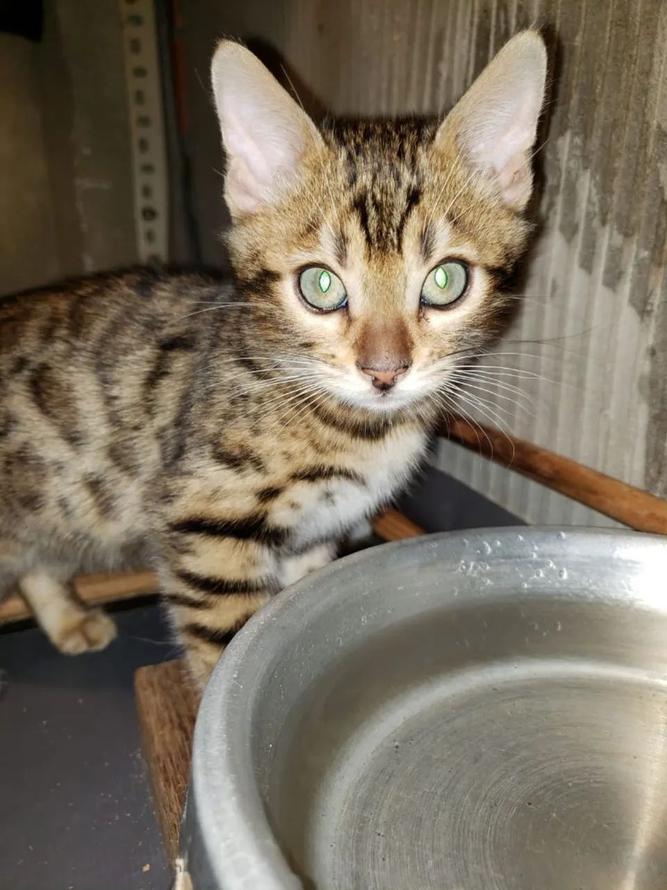 Gato Bengal  - Foto 2