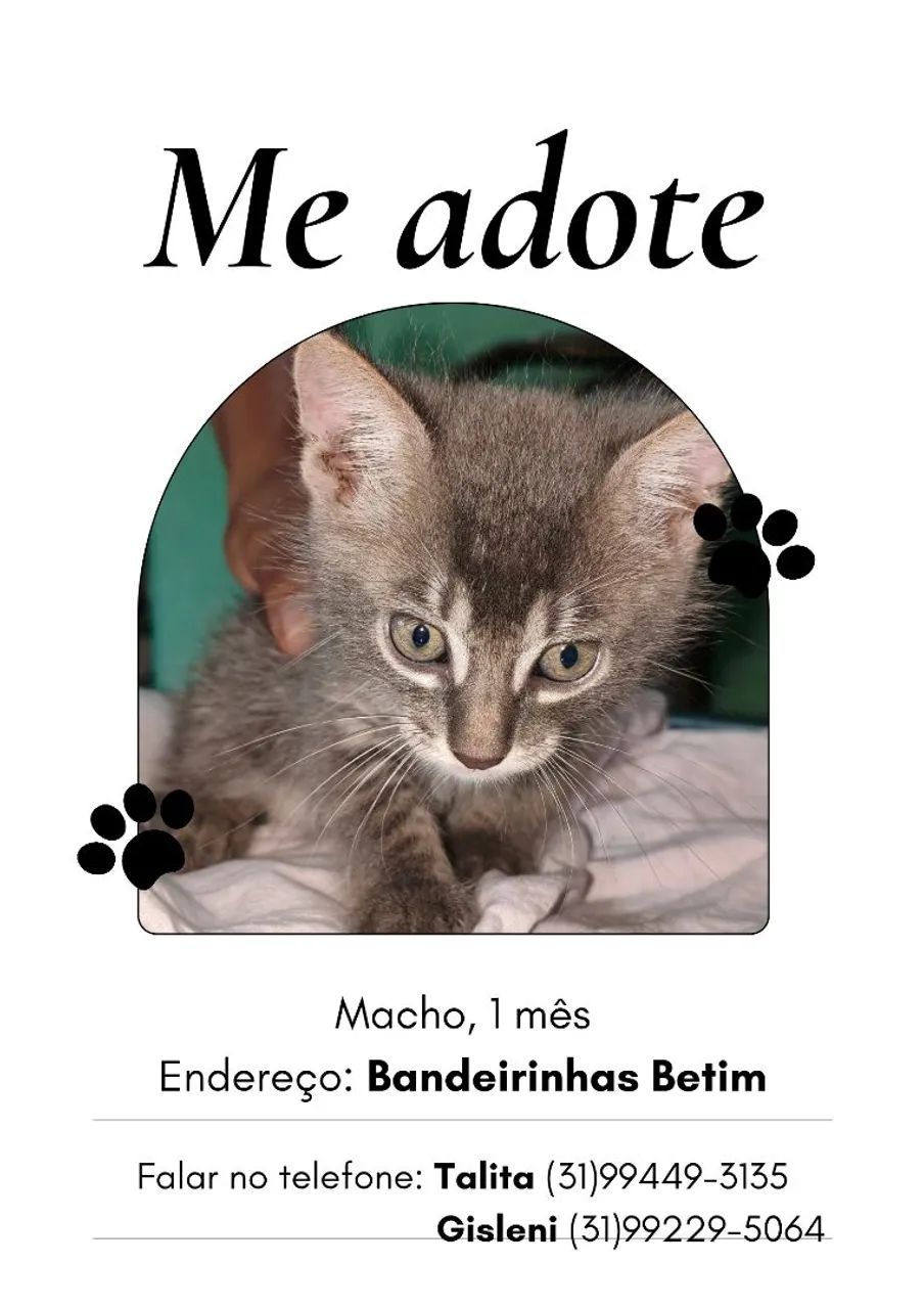 Gatos Gatinhos filhotes para adoção  - Foto 2