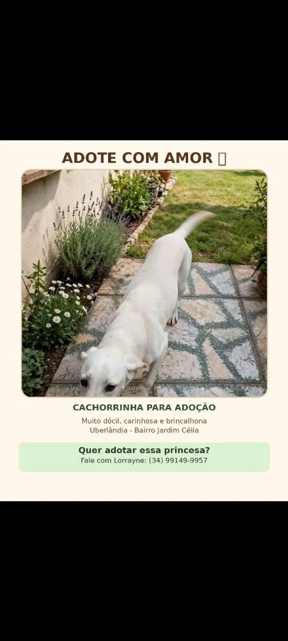 Doação dos animais  - Foto 2