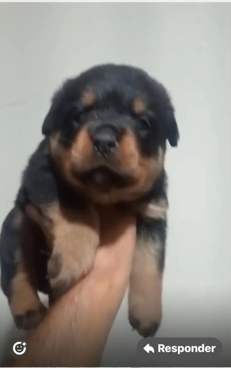 Rottweiler puro 