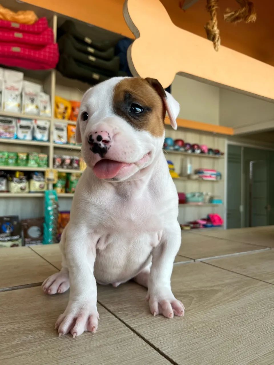 Filhotes de Pit Bull  - Foto 2