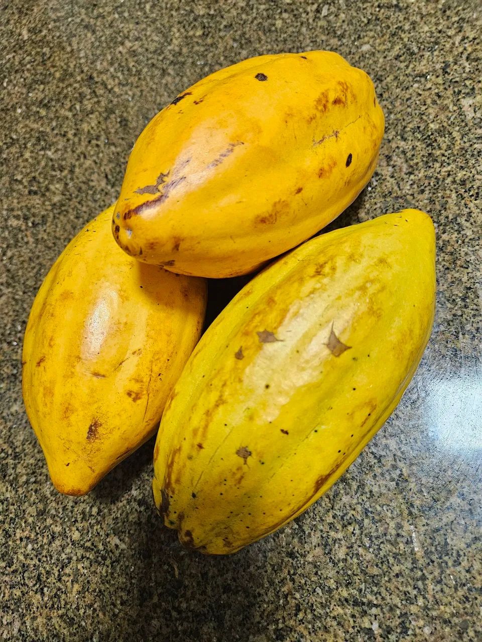 Cacau 