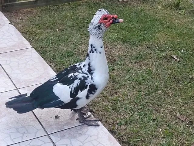 patos - Foto 3
