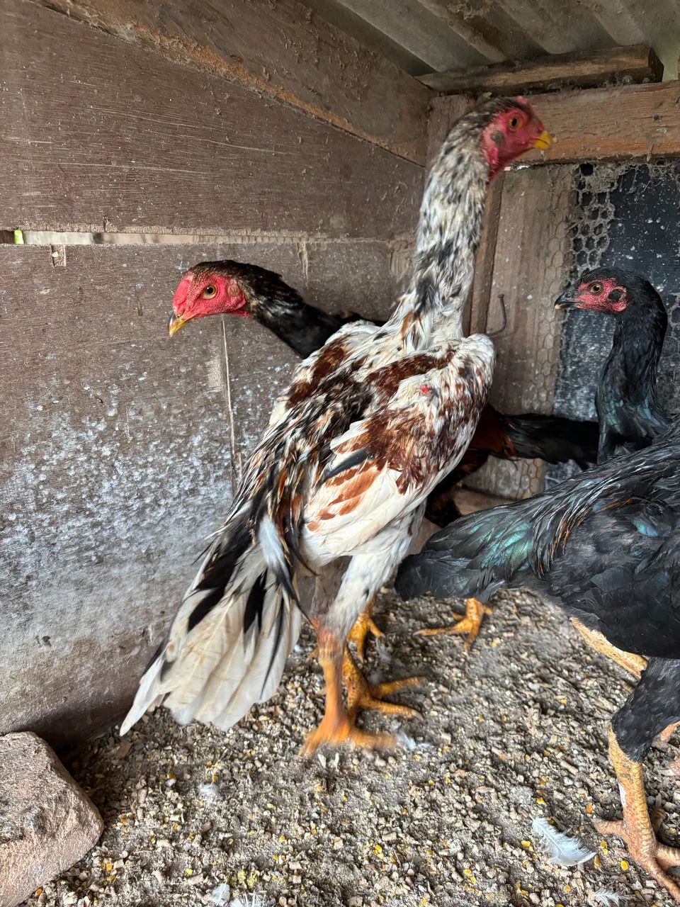 Frango índio  - Foto 4