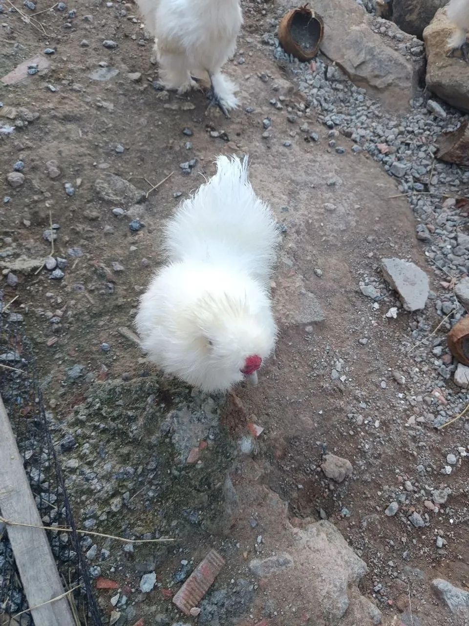 Vendo Galos da raça sedosos do Japão  - Foto 4