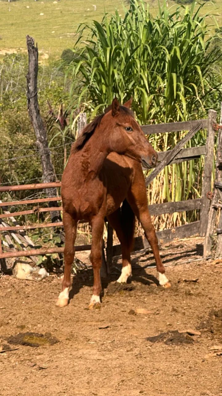 Vende-se! - Foto 2