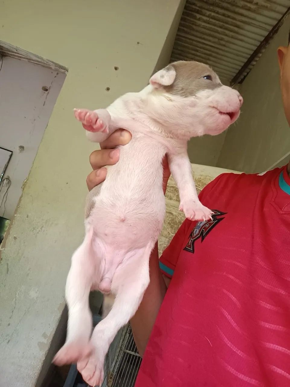 Pit Bull  - Foto 4