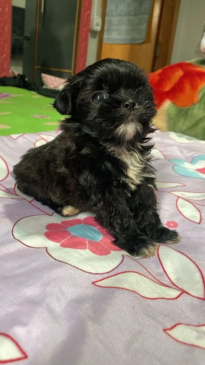 Cachorro shih Tzu - Foto 5