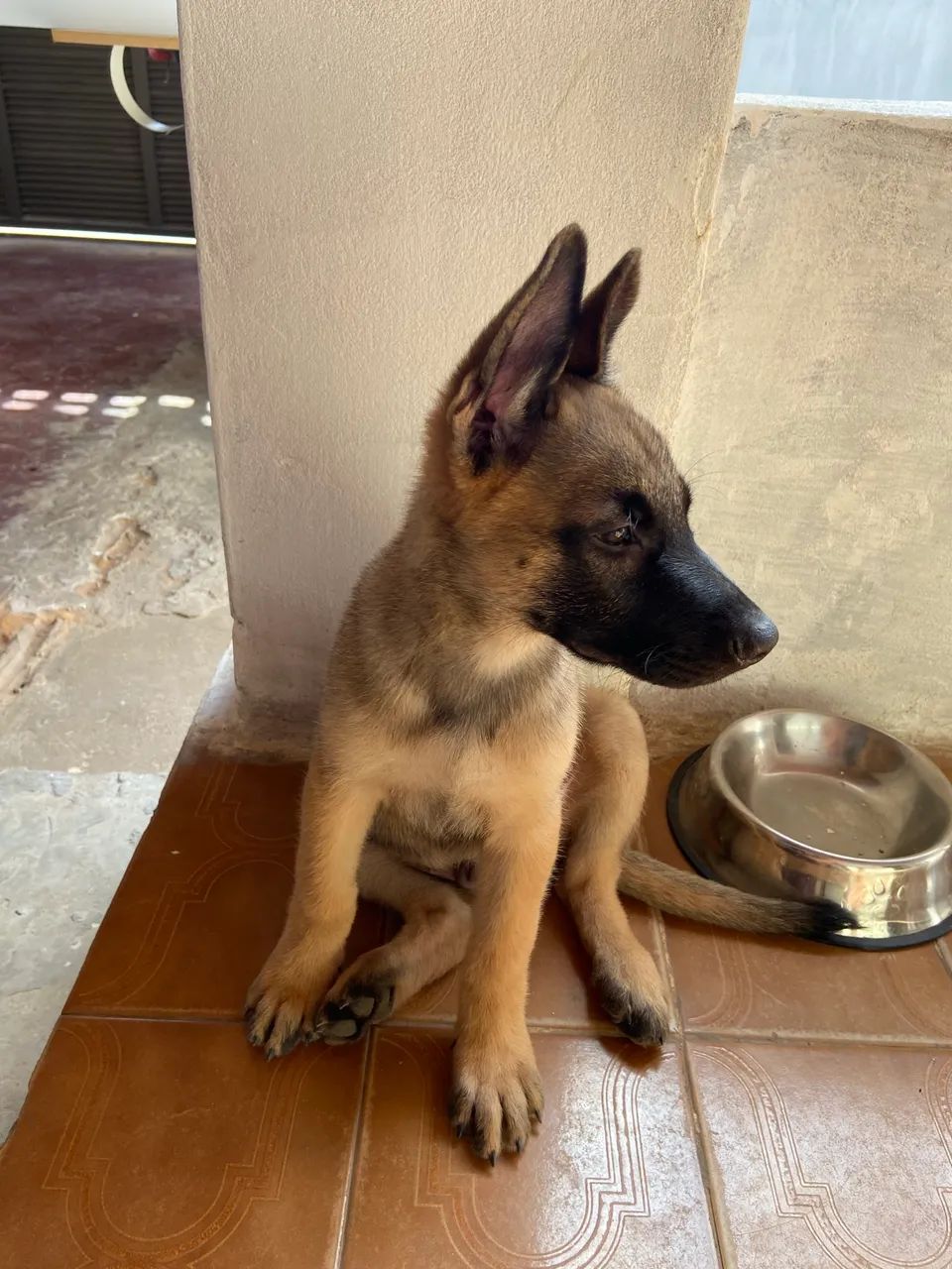 FILHOTES DE MALINOIS  - Foto 3
