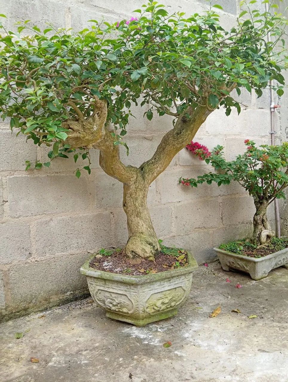 Lindo Bonsai Buganvília árvore antiga - Foto 6