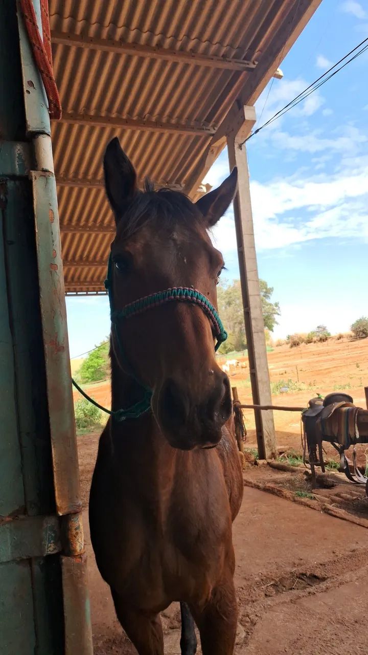 Cavalo Quarto de milha PO  - Foto 2